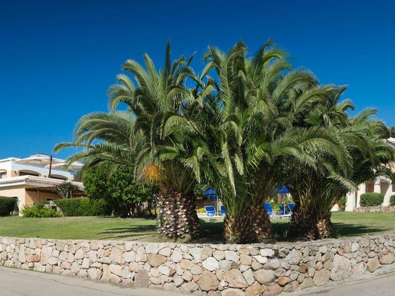 Große Terrasse mit Palmen und mediterranen Gebäuden im Hintergrund bei klarem Himmel.
