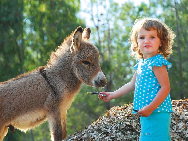 Child feeding a small donkey outdoors in a sunny, green environment.