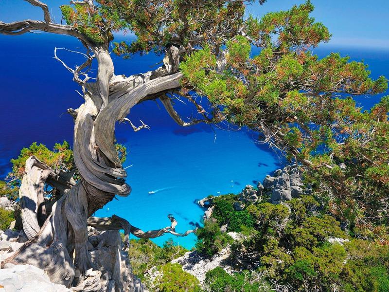 Alter Baum mit verdrehtem Stamm vor klarem blauen Meer und grünen Küstenbäumen.