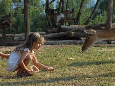 Una niña está agachada sobre la hierba observando una gacela elegante en un parque arbolado.