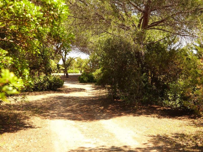 Sentier ensoleillé serpentant à travers des buissons verts denses et des arbres en plein air.