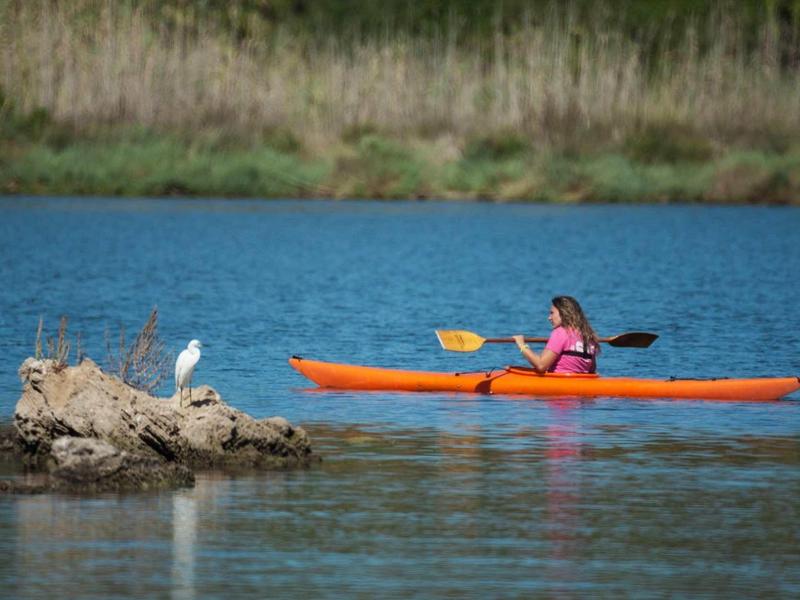 Personne en haut rose pagayant dans un kayak orange sur une eau calme près du rivage avec des oiseaux.