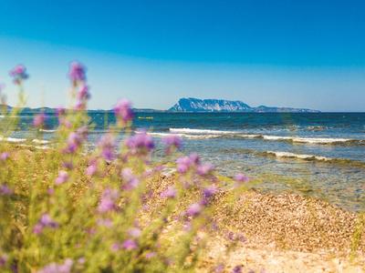 Coastal landscape with pebble beach, purple flowers in the foreground, and rocks in the sea under a clear sky.