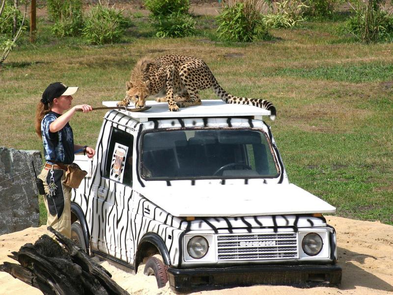 Weißes Safari-Fahrzeug mit Zebramuster, darauf steht ein Kind und beobachtet einen Leoparden.