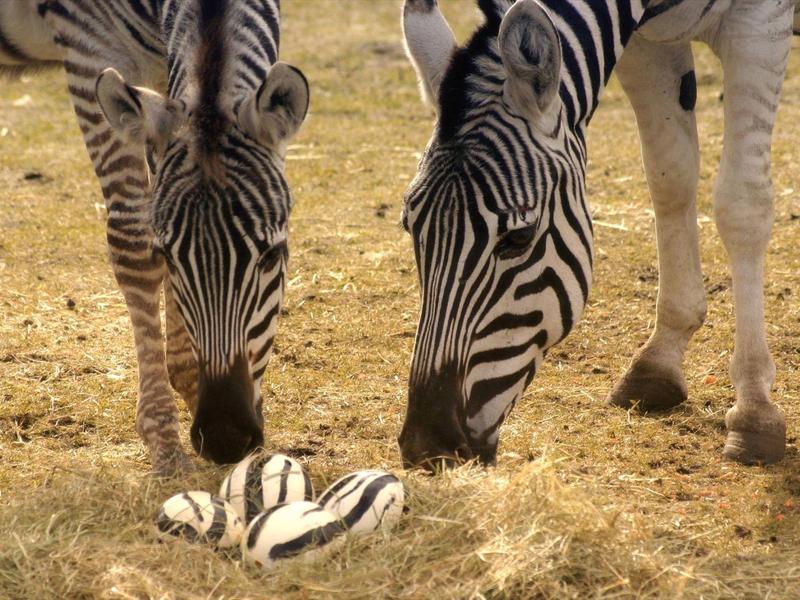 Karte zeigt Autobahnen und Städte in Deutschland rund um Dortmund, Köln, Hannover und Kassel.