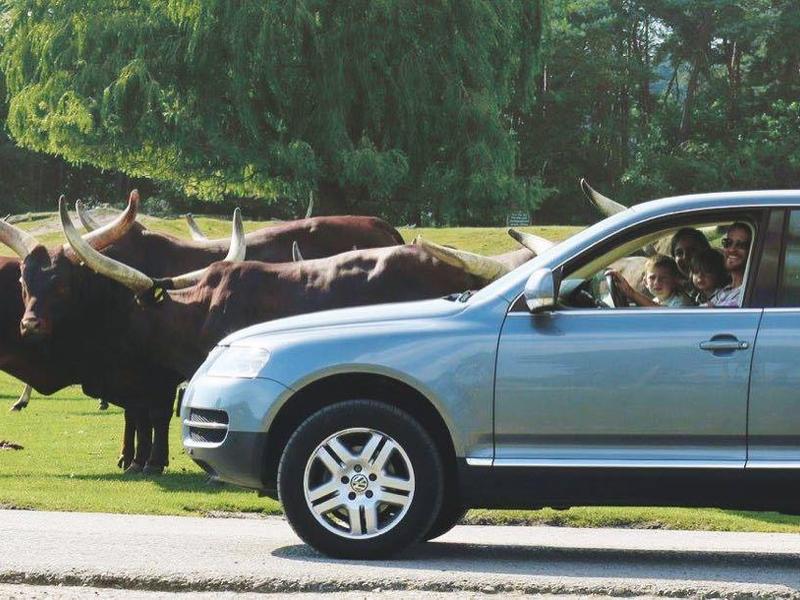 SUV auf Landstraße neben Weide mit grasenden Kühen und Bäumen im Hintergrund.