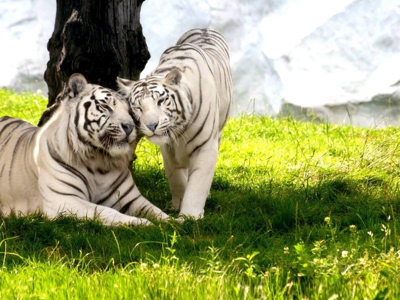 Zwei weiße Tiger sitzen dicht beieinander auf dem Gras unter einem Baum.