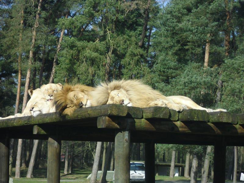 Ein weißer Löwe schläft auf einem erhöhten Holzpodest im Wald.