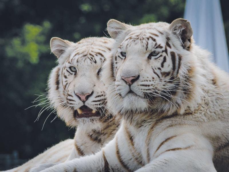 Zwei weiße Tiger liegen nah beieinander vor unscharfem grünem Hintergrund.