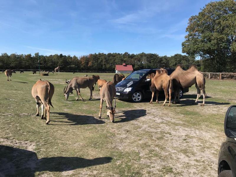 Mehrere Kamele und Esel stehen auf einer grasbewachsenen Fläche neben einem schwarzen Auto.