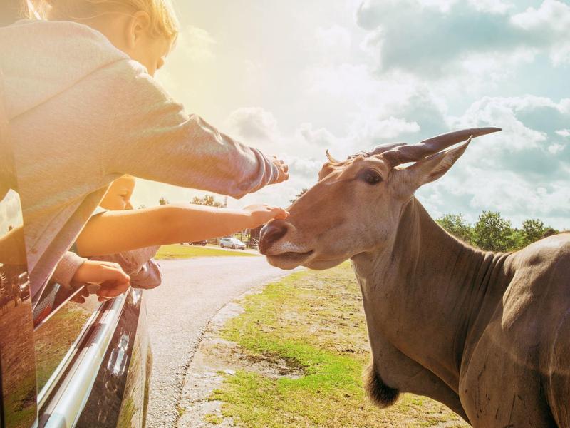 Person füttert eine Antilope von einem Fahrzeug aus an sonnigem Tag