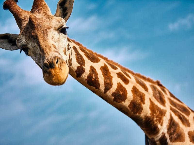 Nahaufnahme einer Giraffe vor blauem Himmel, Kopf und langer Hals sichtbar.