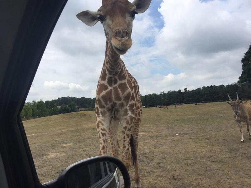 Giraffe steht nah an einem Auto auf einer offenen, trockenen Fläche mit Bäumen im Hintergrund.