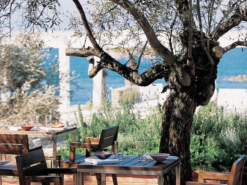 Holzstühle und Tisch unter großem Olivenbaum, im Hintergrund blauer Himmel und Meer sichtbar.