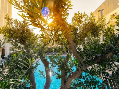 Filtered sunlight shines through green olive trees near a blue swimming pool at a hotel.