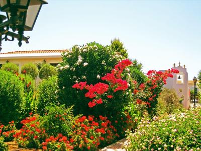 Jardin coloré avec des fleurs rouges et blanches devant une maison sous un ciel clair.
