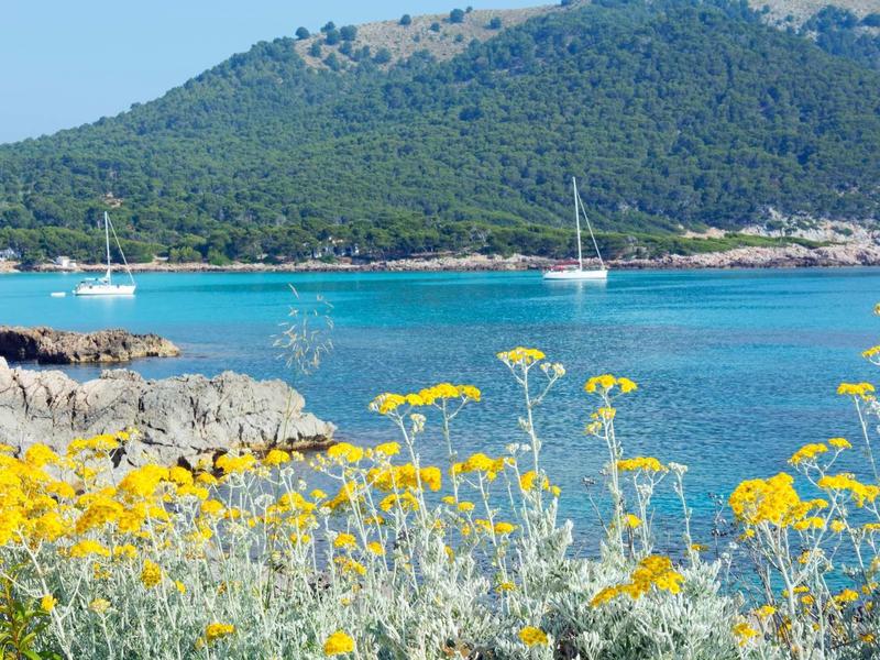 Baia turchese con vele e fiori gialli in primo piano, montagne sullo sfondo.