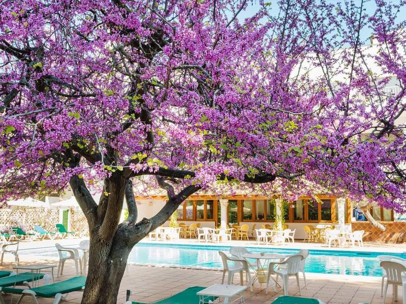 Bloeiende rode boom naast een hotelzwembad met ligstoelen en buitentafels.