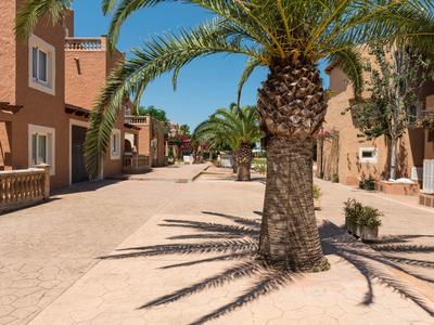 Vista di una strada soleggiata con palme in un'area sabbiosa con edifici marroni.