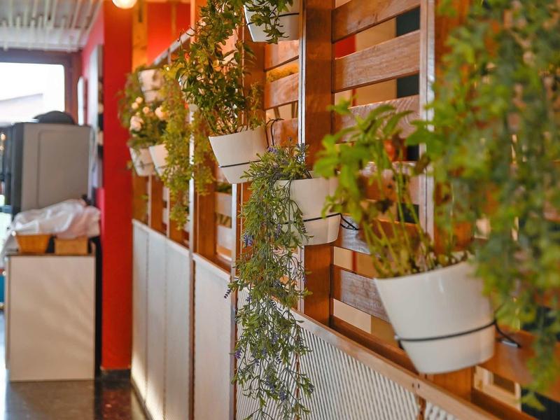 Green potted plants hang on a wooden slat wall in a bright room.