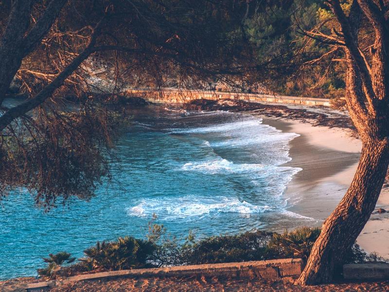 Widok na spokojną plażę z łagodnymi falami i drzewami na pierwszym planie