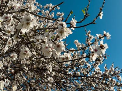 Mandelblüten-Inselzauber/Hotel RIU Concordia