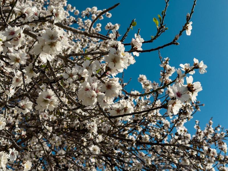 Zweige mit vielen weißen Blüten vor klarem, tiefblauem Himmel und grünem Blätteransatz.