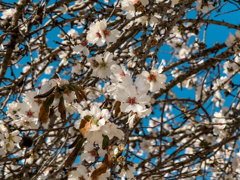 Weiße Kirschblüten blühen dicht an braunen Ästen vor klarem blauem Himmel.