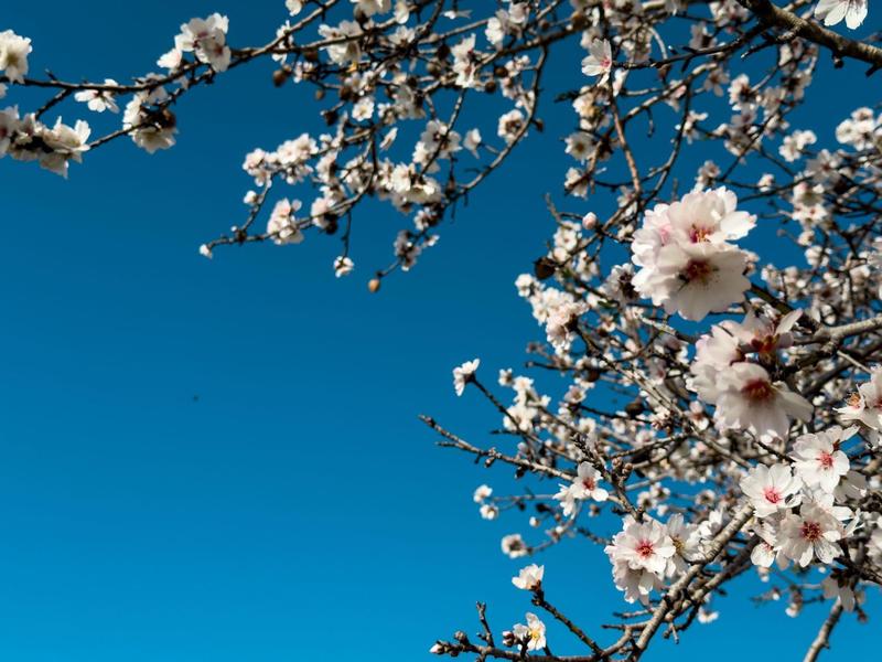 Blühende Kirschzweige mit weißen und rosa Blüten vor klarem, intensiv blauem Himmel.