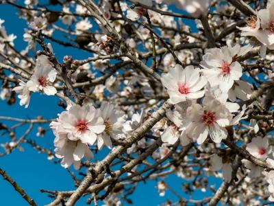 Mandelblüten-Inselzauber/Hotel Timor