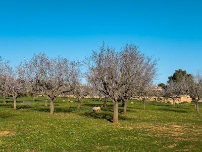 Wiese mit knorrigen Bäumen und grasenden Ziegen unter klarem blauem Himmel.