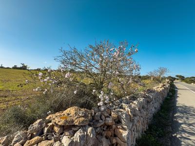 Blühender Baum neben einer Steinmauer an einer ländlichen Straße unter blauem Himmel
