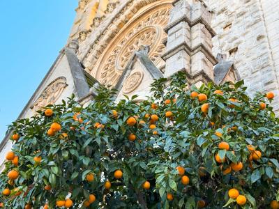 Ein Orangenbaum mit reifen Früchten vor einer verzierten Steinfassade und blauem Himmel.