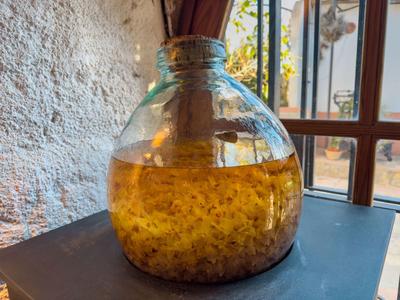 Großes Glasgefäß mit goldgelber Flüssigkeit und festen Partikeln auf dunklem Tisch vor Fenster.