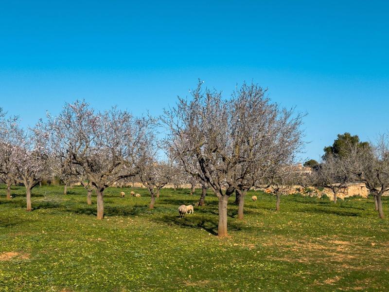 Wiese mit knorrigen Bäumen und grasenden Ziegen unter klarem blauem Himmel.