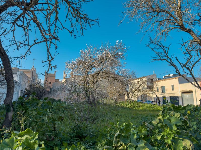 Grünes Feld mit blühenden Bäumen unter klarem blauem Himmel, umgeben von Gebäuden.