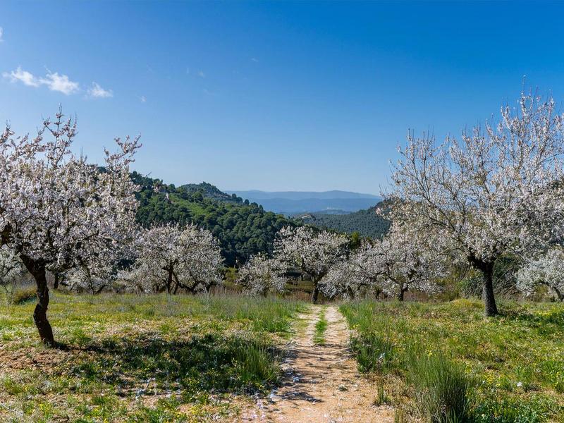 Wanderweg zwischen blühenden Mandelbäumen in hügeliger Landschaft unter blauem Himmel