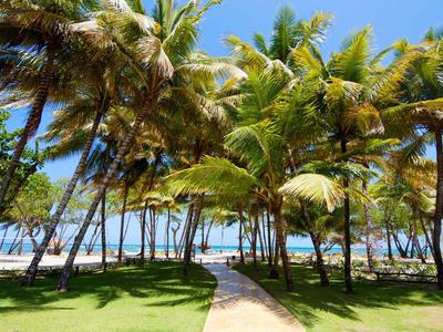 Grüner Park mit vielen hohen Palmen, blauem Himmel und Blick auf einen Sandstrand mit Meer.
