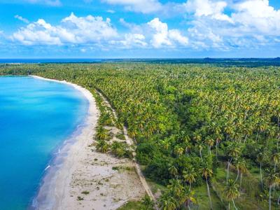 Veduta aerea di una spiaggia tropicale con acqua blu e una fitta foresta di palme.