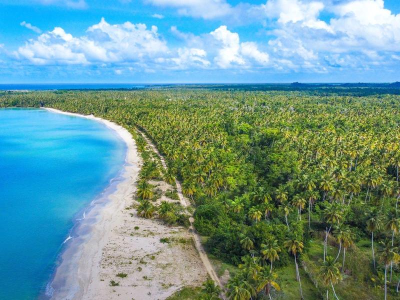 Veduta aerea di una spiaggia tropicale con acqua blu e una fitta foresta di palme.