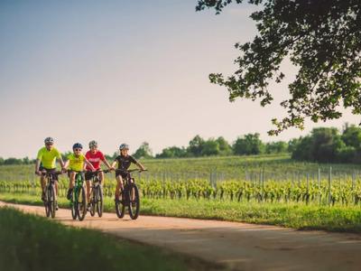 Vier Radfahrer fahren auf einem Weg neben einem Weinberg bei Tageslicht.