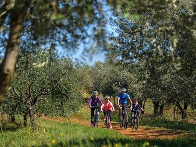 Vier fietsers rijden op een pad door een bebost park of tuin.