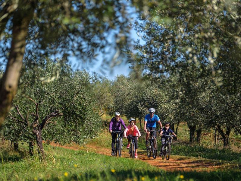 Cuatro personas montan bicicletas por un sendero rodeado de árboles frondosos en un día soleado.