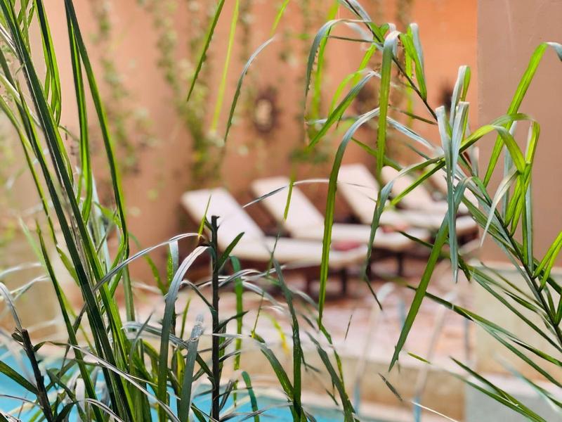 Piante verdi davanti a una piccola piscina e una sdraio in un'area esterna tranquilla.