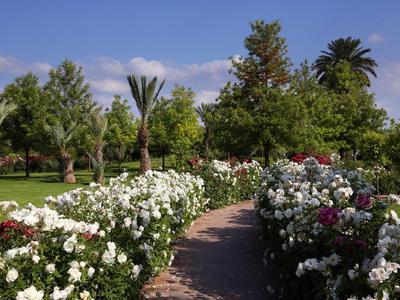 Cesta lemovaná bílými a červenými růžemi, obklopená zelenými stromy pod modrou oblohou.
