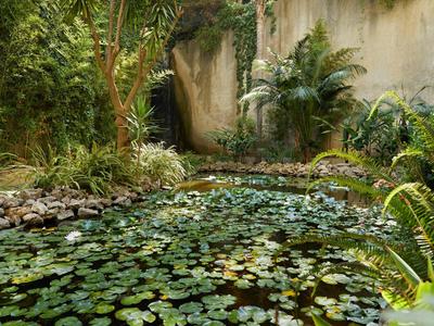 A pond with many water lilies, surrounded by plants and a tall wall in the background.