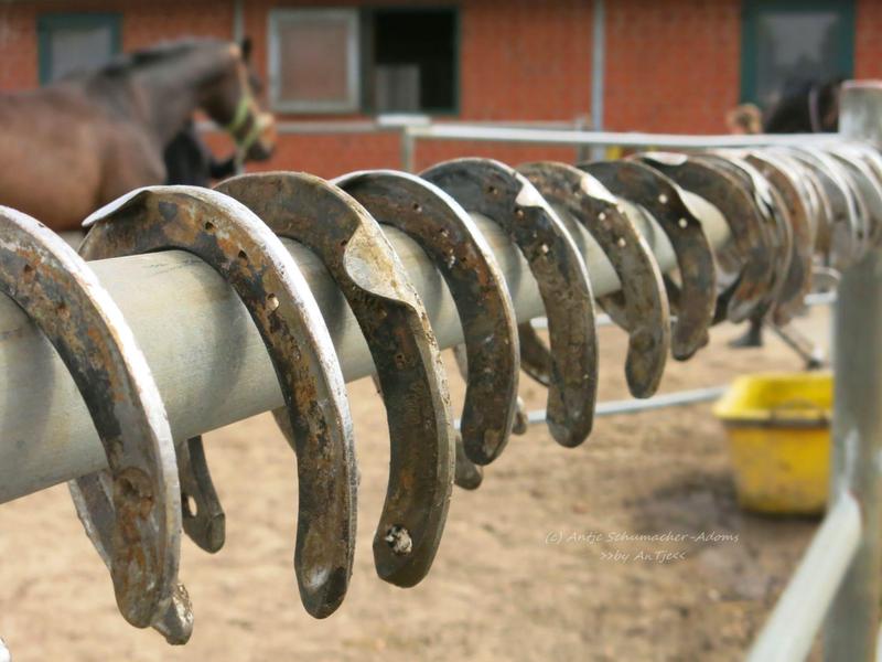 Mehrere alte Hufeisen sind an einem Metallrohr aufgehängt, im Hintergrund stehen Pferde auf einem Hof.
