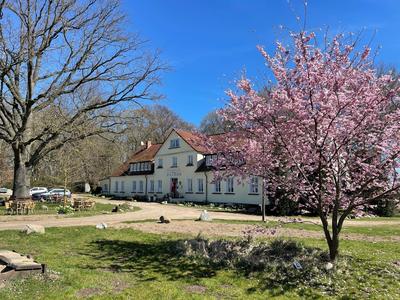 Frühlingshafte Szene mit blühendem Baum vor einem Landhotel bei blauem Himmel.