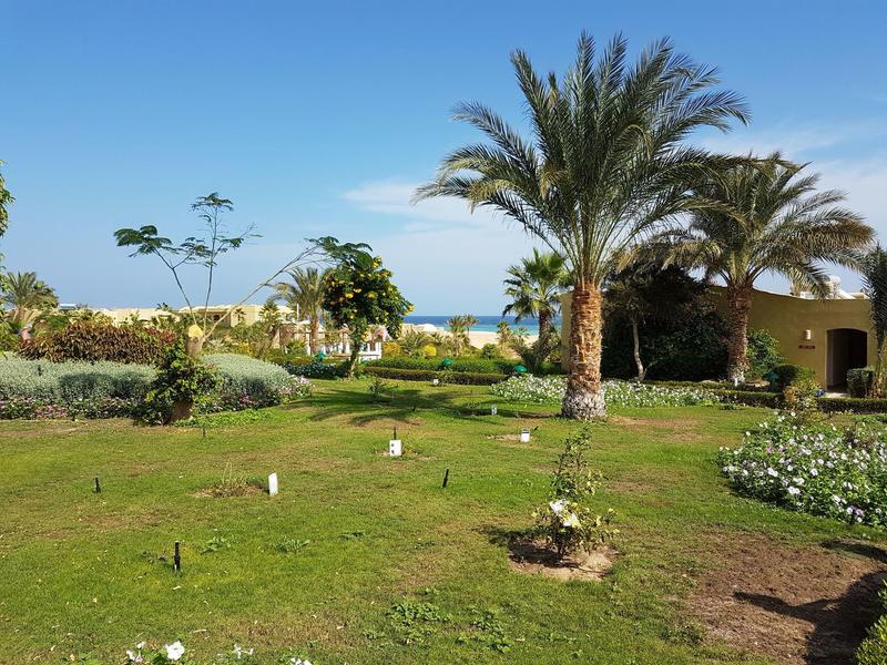 Een groene tuin met palmbomen en een heldere blauwe lucht bij de zee.