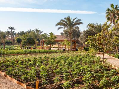 Jardín verde con camas de verduras y palmeras frente a una casa bajo un cielo azul.